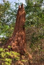 Large Ant hill in Gambian forest