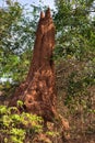 Large Ant hill in Gambian forest Royalty Free Stock Photo