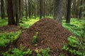 A large ant hill in the green forest Royalty Free Stock Photo