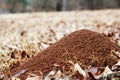 Large ant hill mounded in a field of brown grass Royalty Free Stock Photo