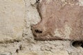 Large ant next to spider web on wall, dilapidated, old, destroyed