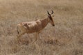 A large antelope Hartebeest