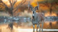 Large antelope with long horns in water