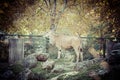 Large antelope with spectacular horns at Vienna zoo