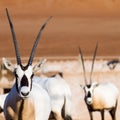 Large antelopes with spectacular horns, Gemsbok, Oryx gazella, in Oman desert
