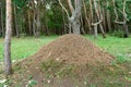 Large anthill