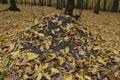 Big anthill in autumn forest