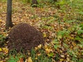 A large anthill in the autumn forest