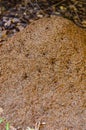 Large anthill close-up, background image