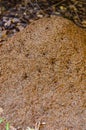Large anthill close-up, background image Royalty Free Stock Photo