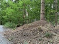 A large anthill at the foot of a tree along a path in a forest in West Germany. Horizontal photo Royalty Free Stock Photo