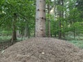 Large anthill in the forest at the foot of a tree in West Germany. Horizontal photo