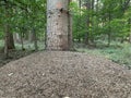 Large anthill in the forest at the foot of a tree in West Germany. Horizontal photo Royalty Free Stock Photo