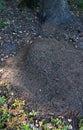 Large anthill in the forest