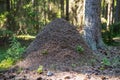 Large anthill in a pine forest close-up