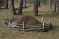 Large anthill in a park