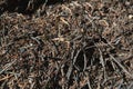 Large anthill of red forest ants
