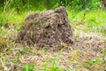 Large anthill in the summer garden Royalty Free Stock Photo