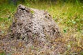Large anthill in the summer garden Royalty Free Stock Photo