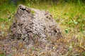 Large anthill in the summer garden