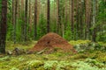 Large anthill from wood ants in a fir and pine forest in Sweden