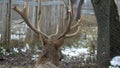 Large antler on a background of snow-covered forest, winter, close-up, 4K, outdoor