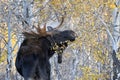 Large antlered bull moose turns and eats leaves in aspen grove Royalty Free Stock Photo