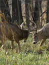 Large Antlered Deer Fighting Royalty Free Stock Photo