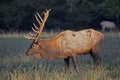 Large antlers on a bull elk stand straight upward. Royalty Free Stock Photo