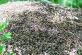 Ants crawl over a huge ant heap in the sunshine in summer