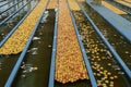 Large Apple Processing Plant Interior with Apples in Flumes Transported by Sort Of Water Conveyor