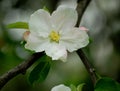 Large white apple tree flower Royalty Free Stock Photo