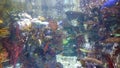 Large aquarium life of all