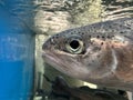 Large aquarium, salmon close-up. A big fish swims in the water. Salmon in grocery store blue water. Live trout in a fish store