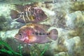 Marine fish swimming in the aquarium. Royalty Free Stock Photo