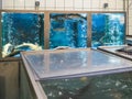 Large aquariums in the supermarket with live fish. Carps and sturgeons swim among oxygen bubbles
