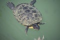 Large waterfowl turtle swims in a pond under green water