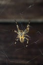 Large Araneus diadematus looks into the camera Royalty Free Stock Photo