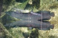 A large Arapaima with reflection on top of the clear water Royalty Free Stock Photo