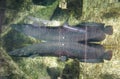 A large Arapaima with reflection on top of the clear water