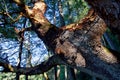 Large arbutus tree leans between the douglas firs of Saanich inlet