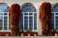 Large arched windows framed with wild grapes in Brukenthal Palace in Avrig, Romania.