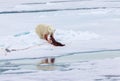 Large Arctic polar bear eats seal