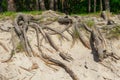 Exposed tree roots in the forest Royalty Free Stock Photo