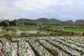 A large area of vegetable fields wrapped in white plastic covers is located on the edge of an industrial park, surrounded by green Royalty Free Stock Photo