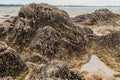 Large area volcanic rock exposed during low tide