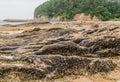 Large area volcanic rock exposed during low tide