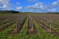 Large area of Wineyard on rolling hill during winter in Australia Royalty Free Stock Photo