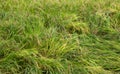 Large areas of fallen rice in rural rice fields