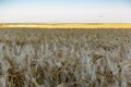 Large areas of fields with wheat and barley. Russia, Rostov region, roadways near a grown crop of Golden ears